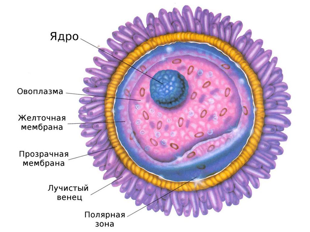 Проявление знака АллатРа в фолликуле яичника и сперматозоиде